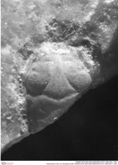 Historisches Foto von Decapoda indet. (NHMW-AFW-GEO-BACHMAYER-FOTO-1990-0041-1760)